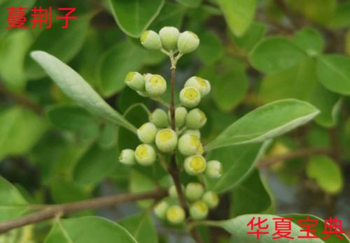 蔓荆子 [草本植物果实中药名]