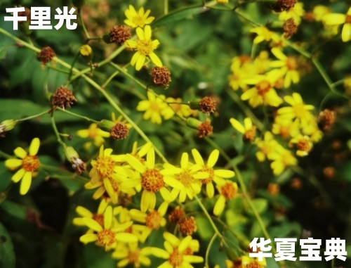千里光[草本植物中药名]