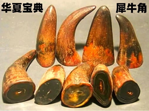 犀牛角[犀科动物角中药名]